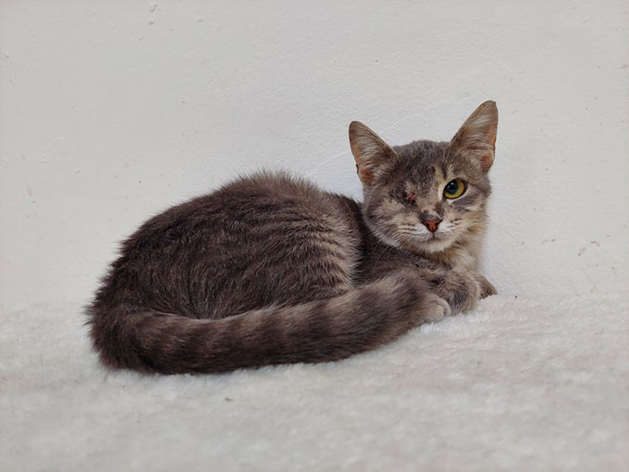 Introducing Adastra, a cat from Tenj, Croatia who is a victim of neglect and cultural practices - FRESHNEW