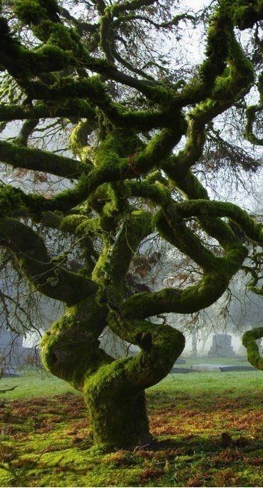 Ancient Sentinels: The Beauty of Moss-Clad Trees in the Forest - Special 68