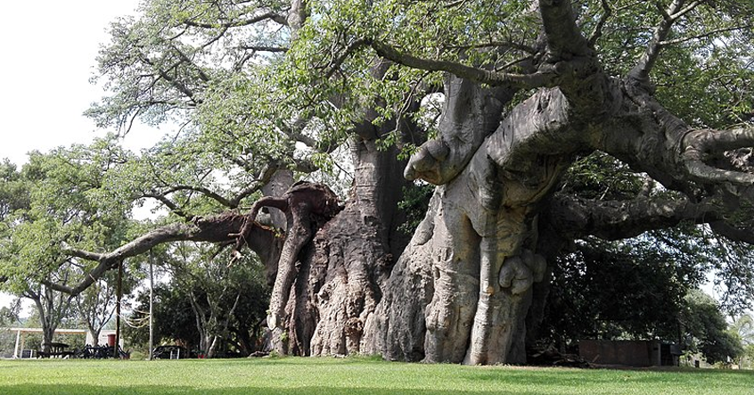 The 6,000 year old Baobab tree is older than the Egyptian pyramids and what is the mystery inside? - Canavi