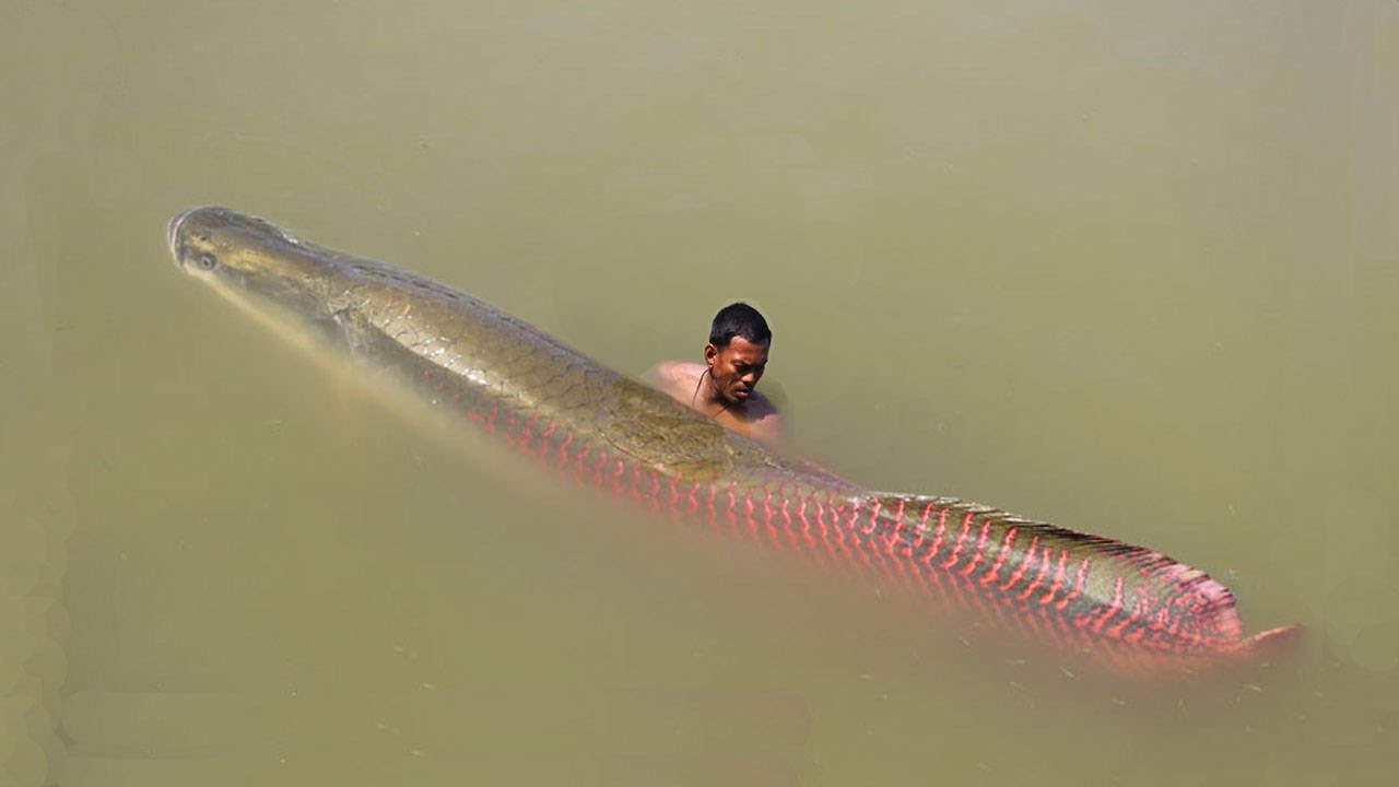 pp.The fishermen suddenly discovered the giant Asian fish more than 7m long, living in rivers in the Amazon rainforest and having the greatest strength of all time.p - LifeAnimal