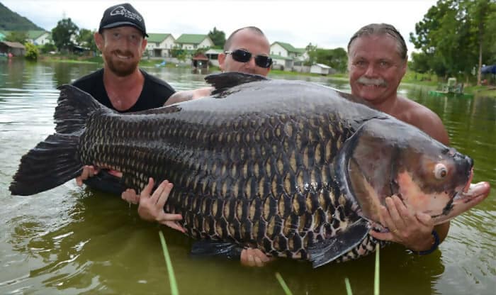 Unbelievable Giants: Exploring the World of Incredible Animals! .SD - New Lifes