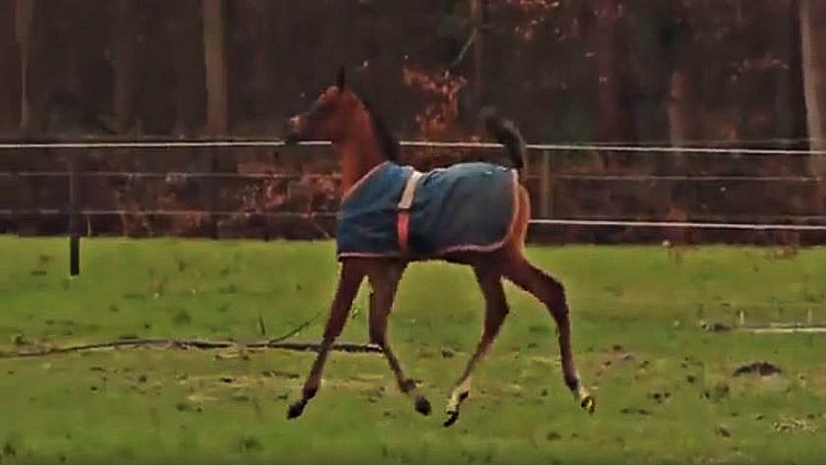 Meet Ase Kabir, The Arabian Horse With A Perfect Face