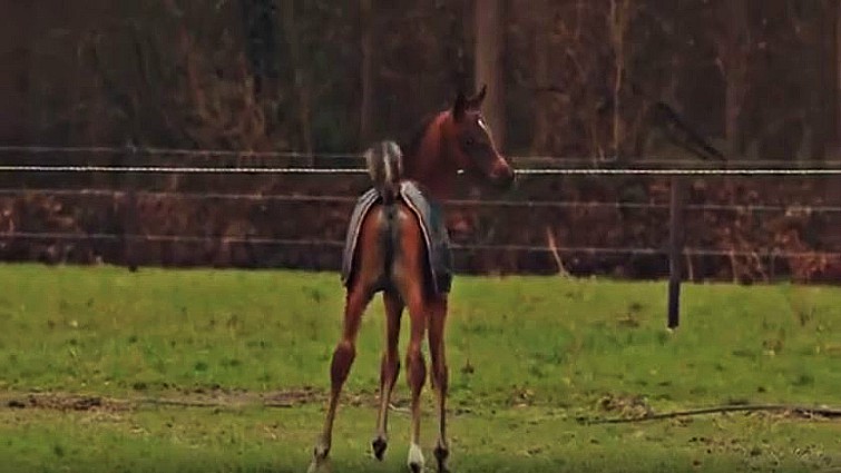 Meet Ase Kabir, The Arabian Horse With A Perfect Face