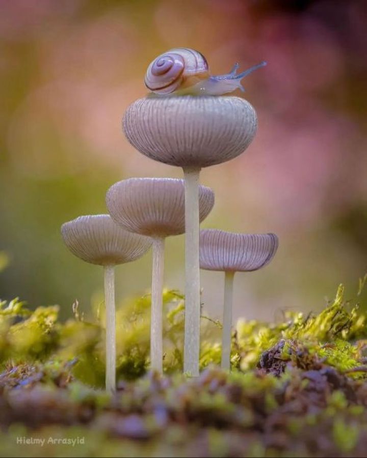 Race to the Top: Snails Ascend Mushroom Trees in Adorable Race to the Top.LH - New Lifes