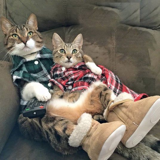 Couple Cats Redefining Pet Style with Flair – Icestech