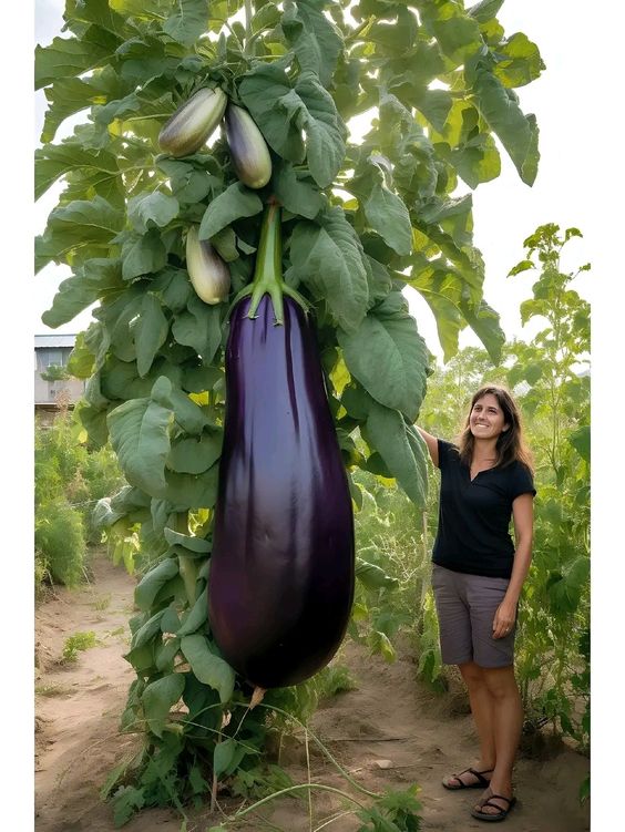 Discovering Nature's Enigmatic Marvel: Embarking on a Journey into the Colossal Eggplant Realm! - Sporting ABC