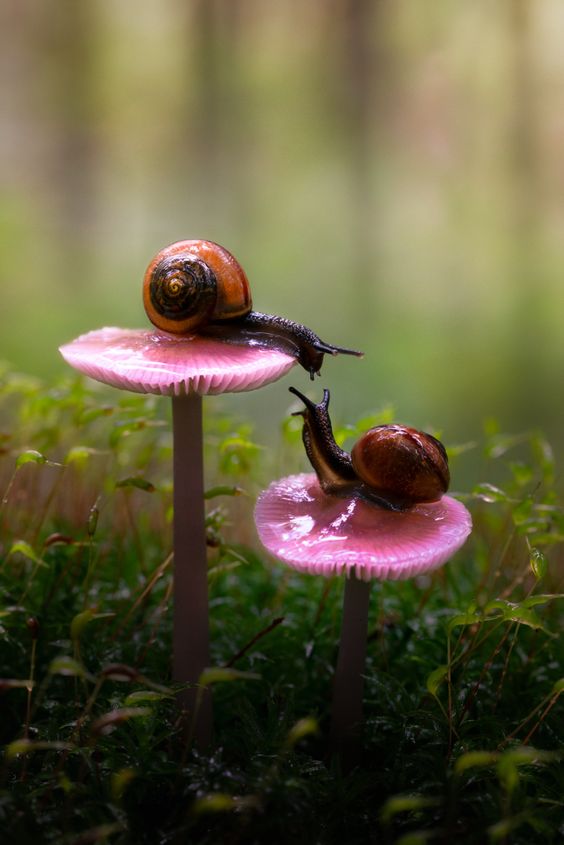 Race to the Top: Snails Ascend Mushroom Trees in Adorable Race to the Top.LH - New Lifes