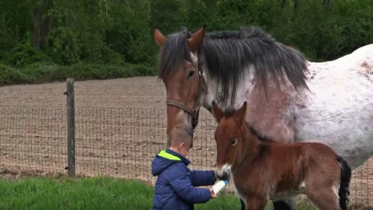 Little Boy Takes Care Of Belgian Draft Foal While Mare Looks After Them