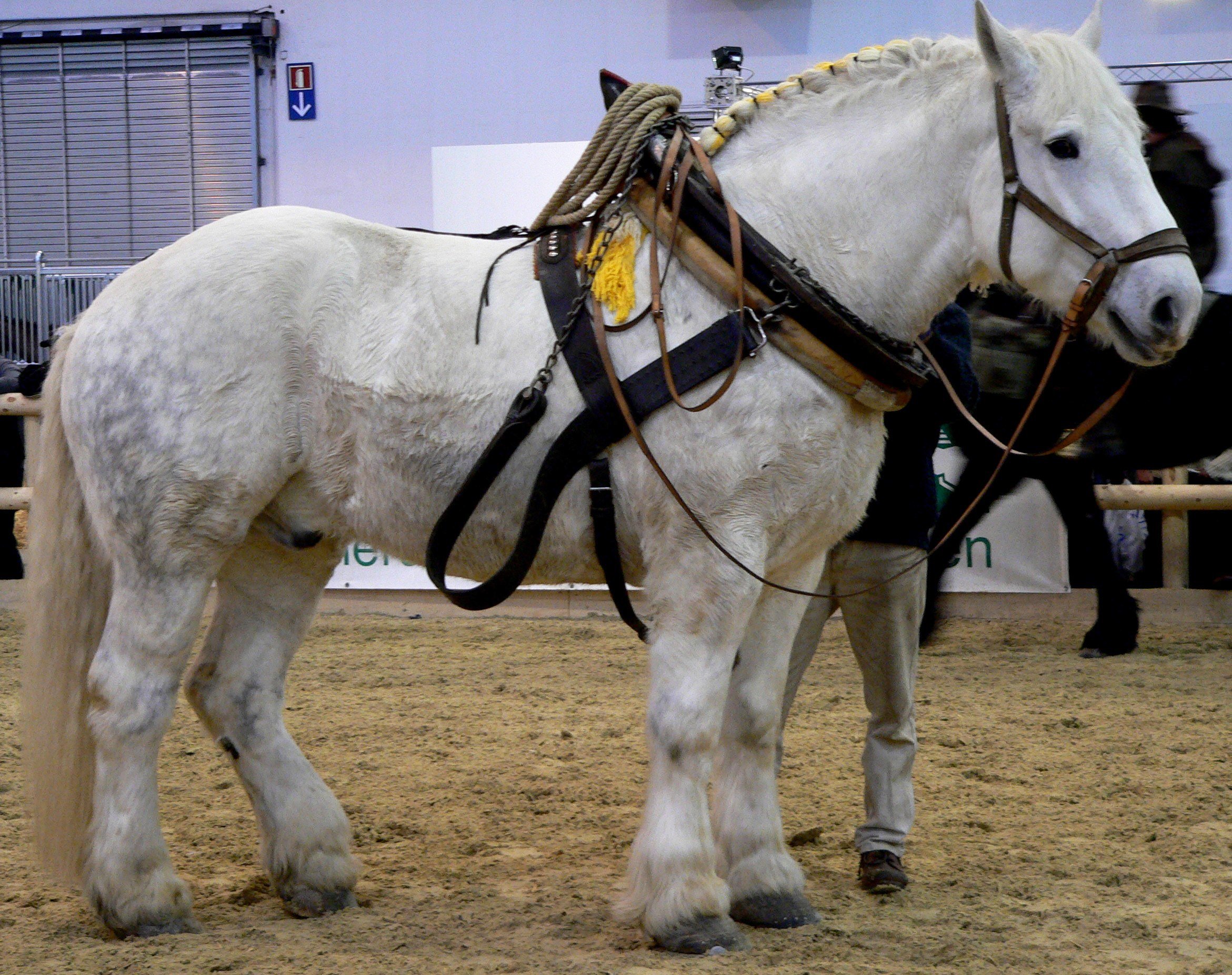 Meet Five Of The Biggest Horse Breeds In The World