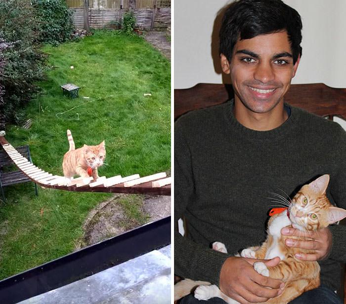 The Guy Built A Ladder For His Cat Because The Landlord Banned The Cat From Sneaking In