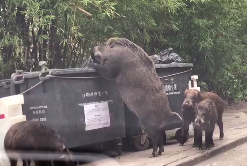 Frightened by the giant wild boar weighing a record 500 pounds of freedom (video). SN - LifeAnimal