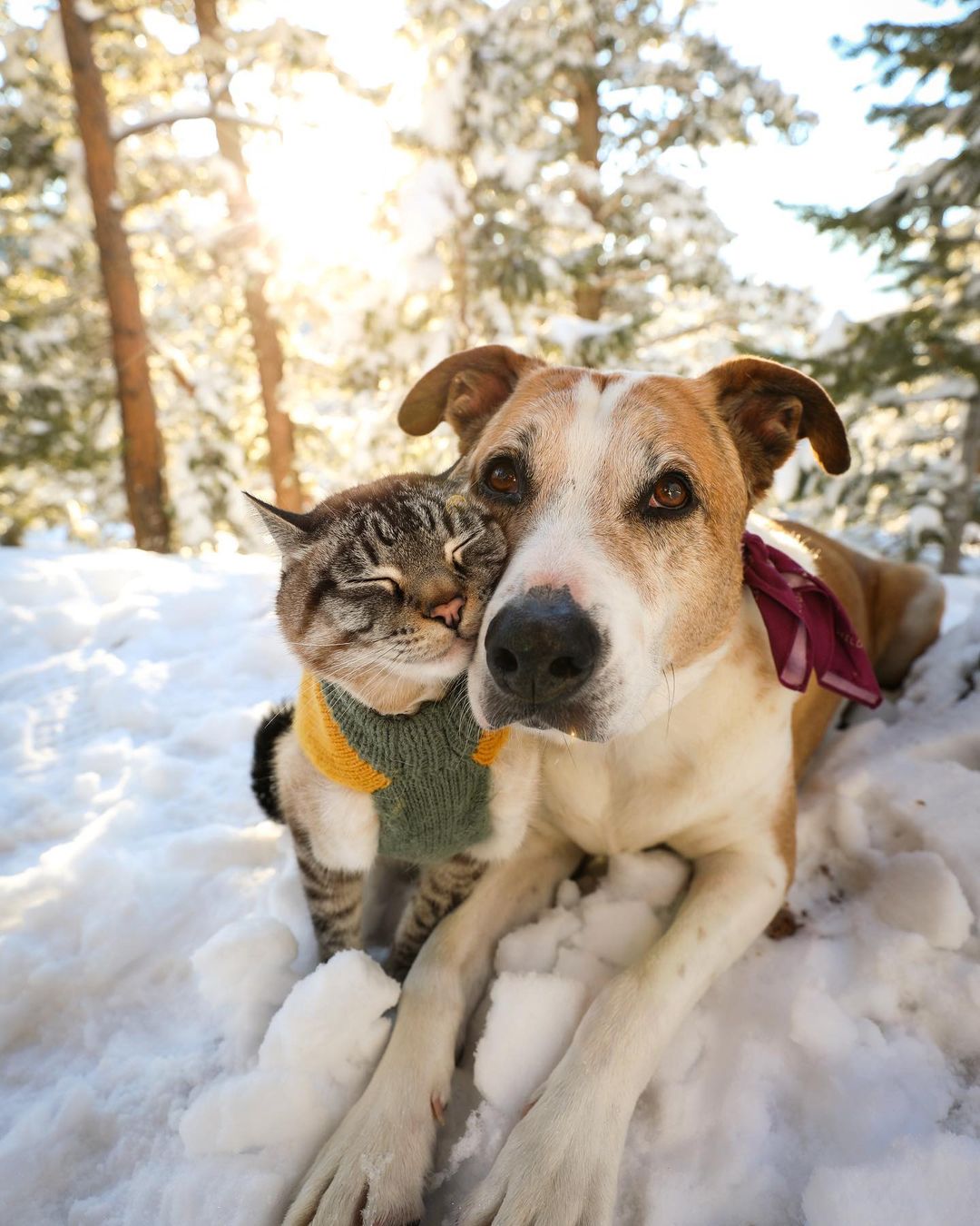 Bound by their shared rescue journey, a dog and a cat form an unbreakable bond, embarking on thrilling adventures together, epitomizing the power of friendship and evoking heartfelt emotions. - GoPlus News