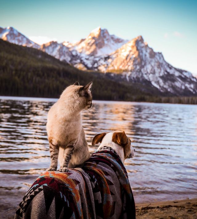 Bound by their shared rescue journey, a dog and a cat form an unbreakable bond, embarking on thrilling adventures together, epitomizing the power of friendship and evoking heartfelt emotions. - GoPlus News