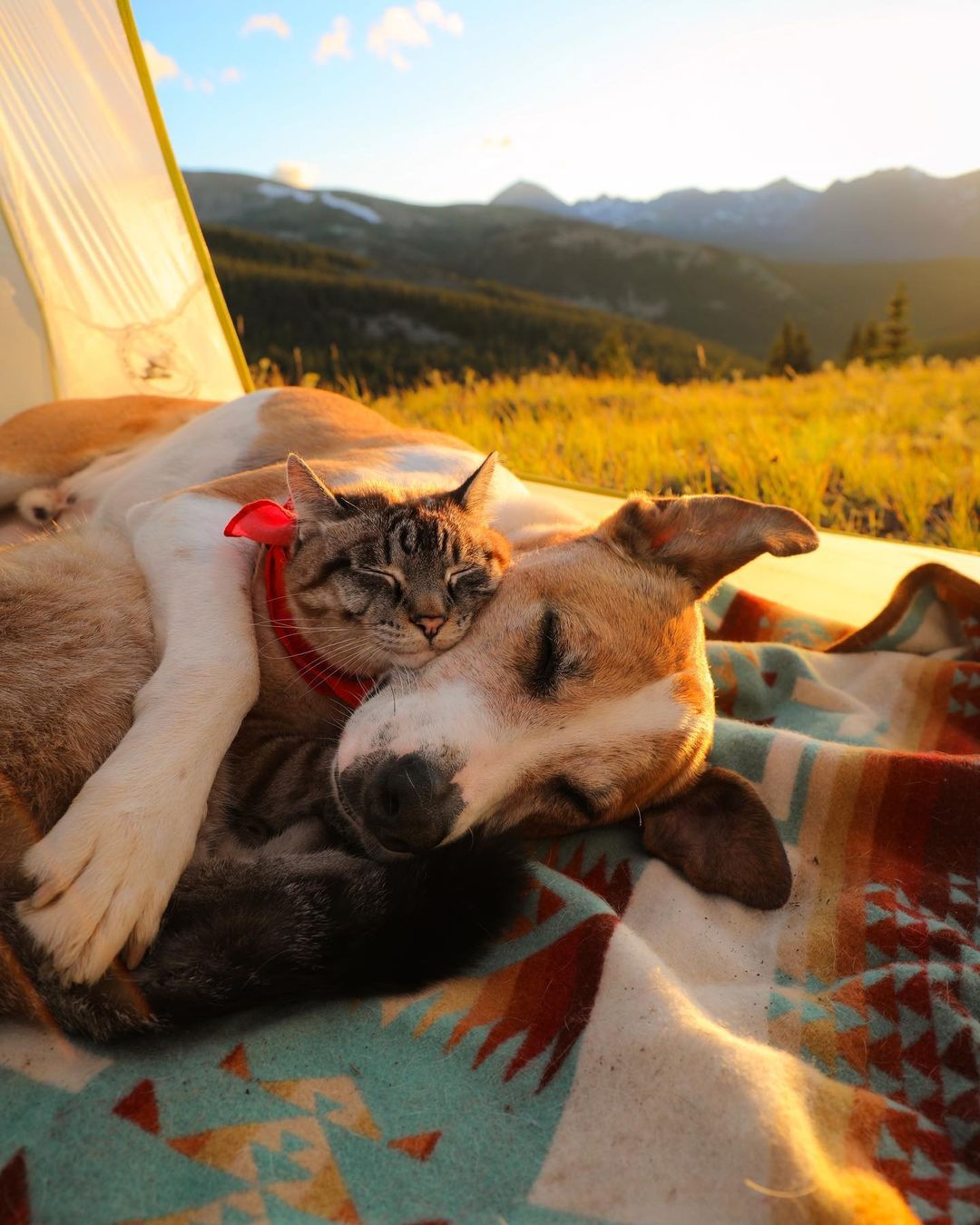 Bound by their shared rescue journey, a dog and a cat form an unbreakable bond, embarking on thrilling adventures together, epitomizing the power of friendship and evoking heartfelt emotions. - GoPlus News