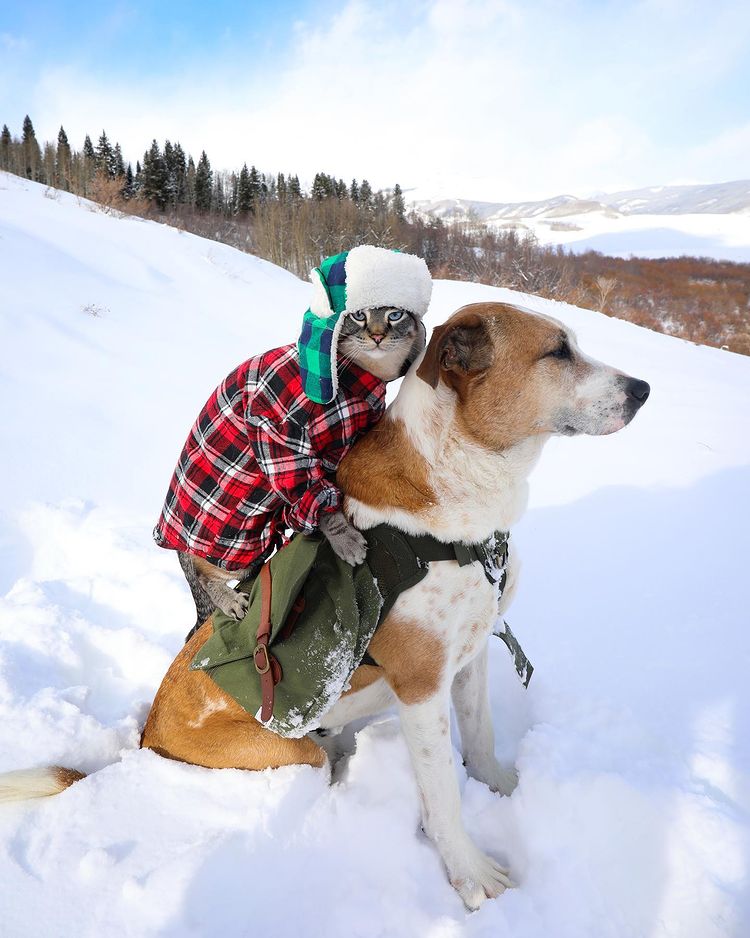 Bound by their shared rescue journey, a dog and a cat form an unbreakable bond, embarking on thrilling adventures together, epitomizing the power of friendship and evoking heartfelt emotions. - GoPlus News