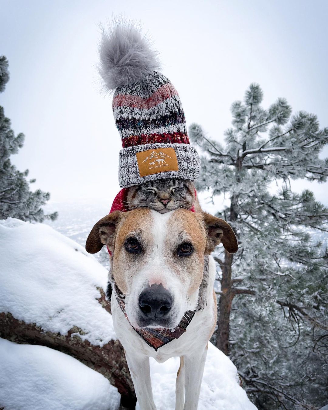 Bound by their shared rescue journey, a dog and a cat form an unbreakable bond, embarking on thrilling adventures together, epitomizing the power of friendship and evoking heartfelt emotions. - GoPlus News