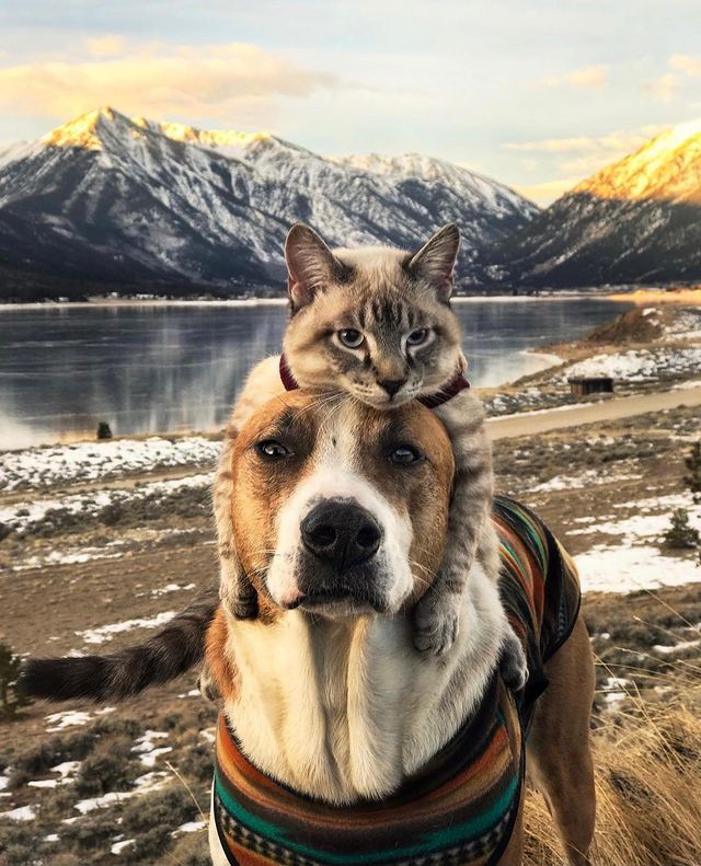 Bound by their shared rescue journey, a dog and a cat form an unbreakable bond, embarking on thrilling adventures together, epitomizing the power of friendship and evoking heartfelt emotions. - GoPlus News