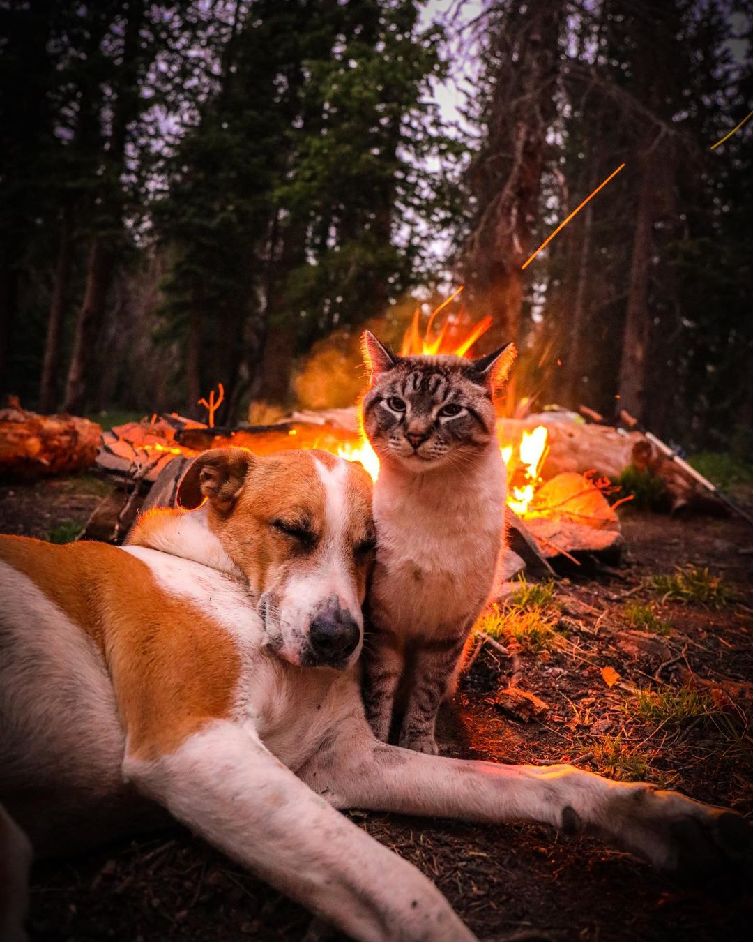 Bound by their shared rescue journey, a dog and a cat form an unbreakable bond, embarking on thrilling adventures together, epitomizing the power of friendship and evoking heartfelt emotions. - GoPlus News