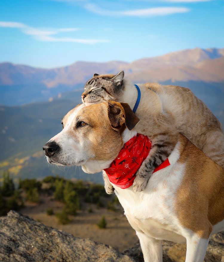 Bound by their shared rescue journey, a dog and a cat form an unbreakable bond, embarking on thrilling adventures together, epitomizing the power of friendship and evoking heartfelt emotions. - GoPlus News