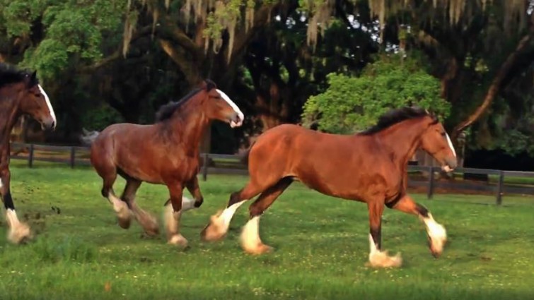 Budweiser Clydesdales Enjoy Their Free Time Running In The Pasture