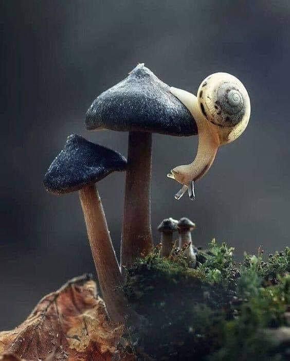 Race to the Top: Snails Ascend Mushroom Trees in Adorable Race to the Top.LH - New Lifes