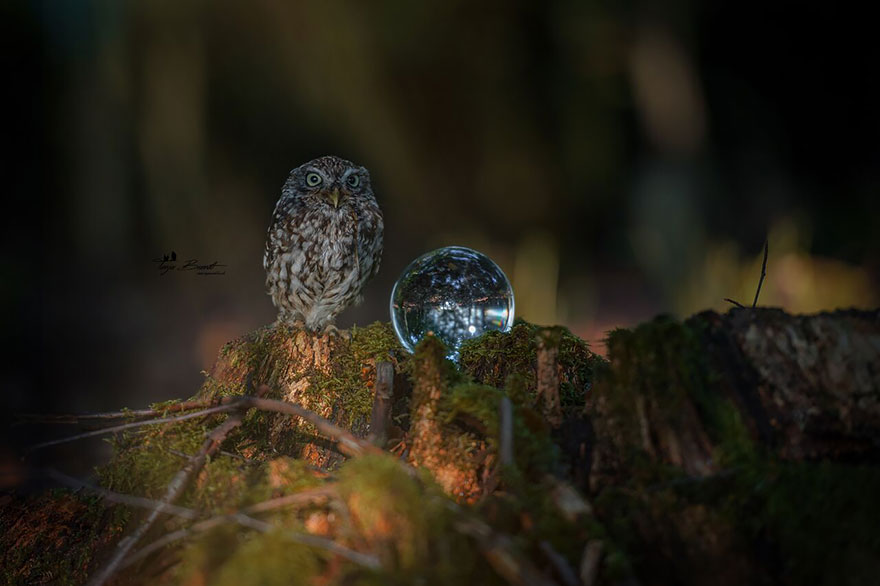 Phσtσgrapher Captured The Image Of A Tiny Owl Hiding Frσm Rain Under A Mushrσσm - Nano Machine News