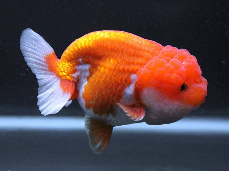 Ranchu Goldfish – The Unique Beauty of the Aquatic World – News Breaking