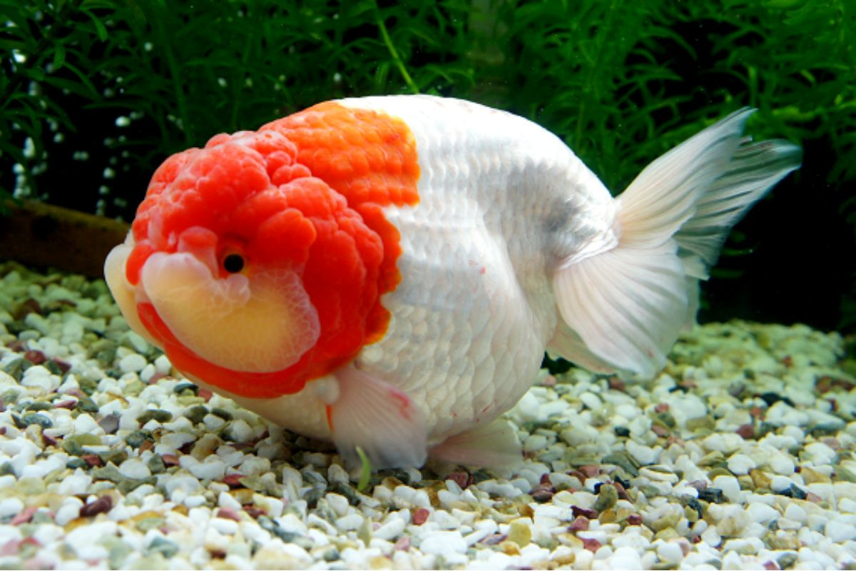 Ranchu Goldfish – The Unique Beauty of the Aquatic World – News Breaking