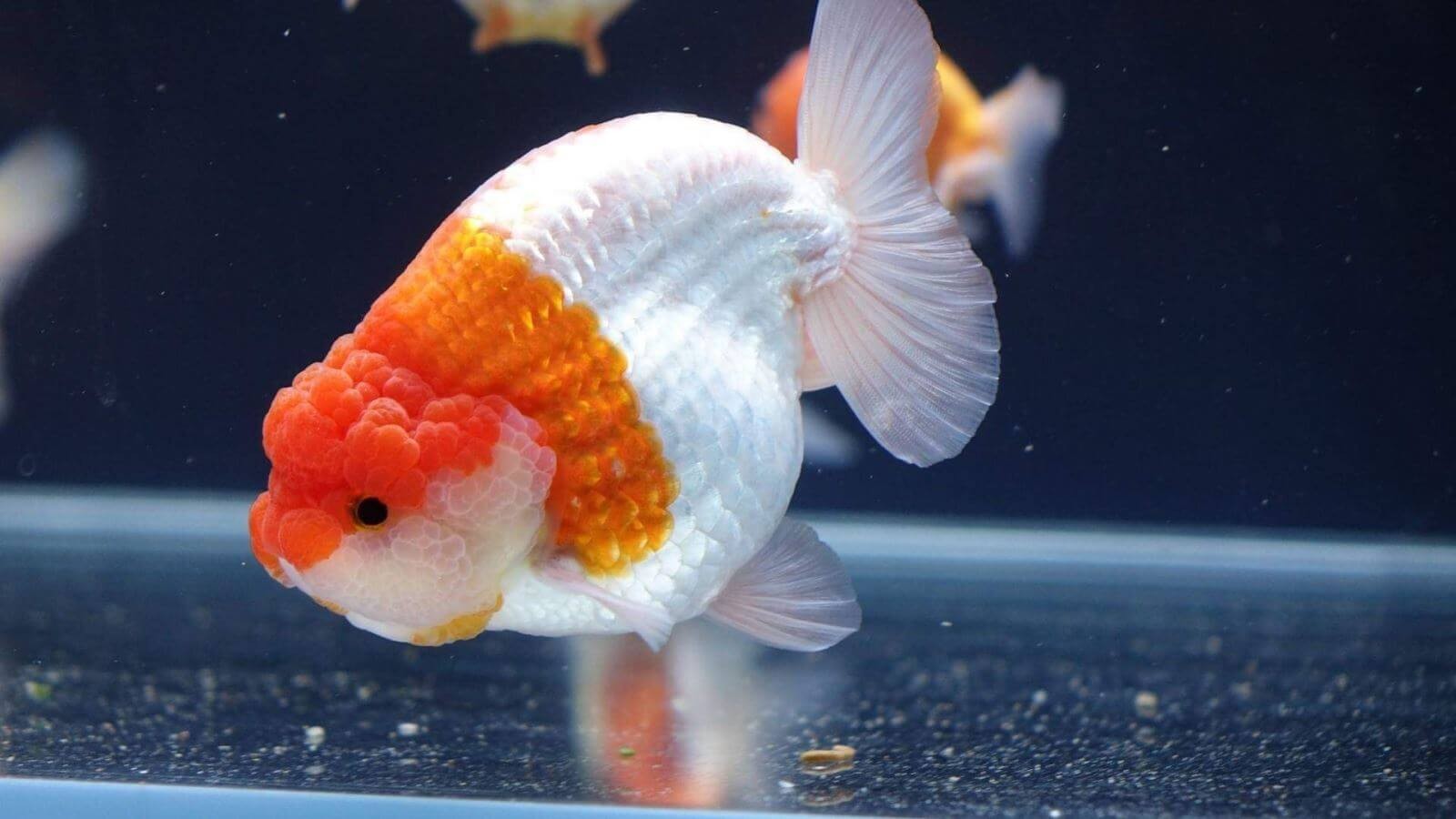 Ranchu Goldfish – The Unique Beauty of the Aquatic World – News Breaking