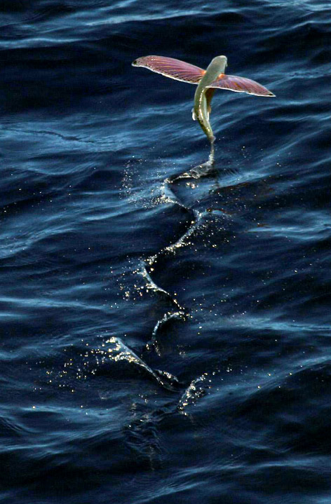 Flying fish can remain aloft for up to 45 seconds