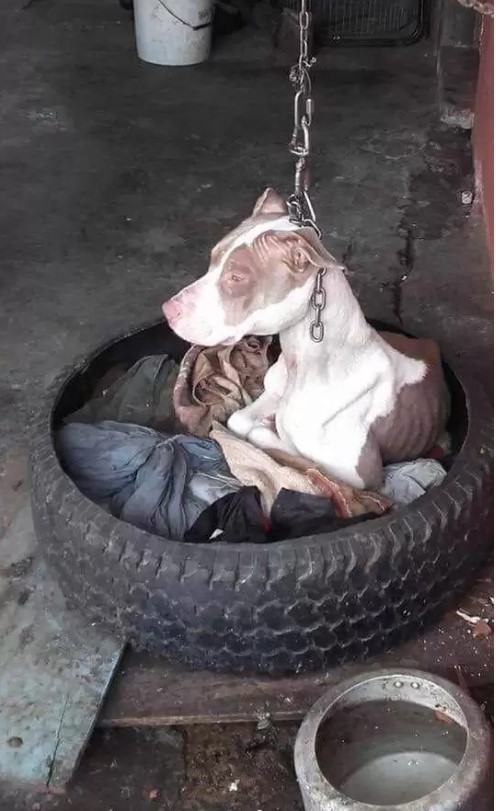 Guard Dog Found Hanging From Short Chain Gets Help Just in time