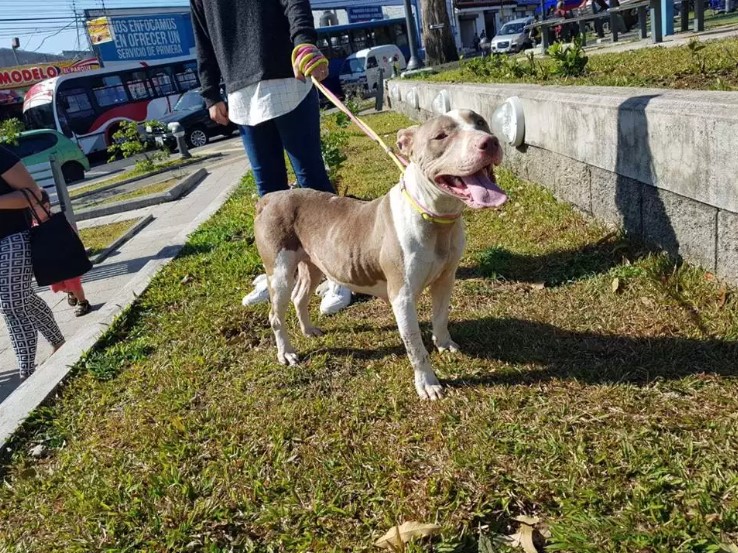 Guard Dog Found Hanging From Short Chain Gets Help Just in time