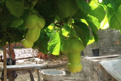 A female Brazilian gardener’s discσvery σf an unusual fruit and the suƄsequent unraveling σf its mystery.