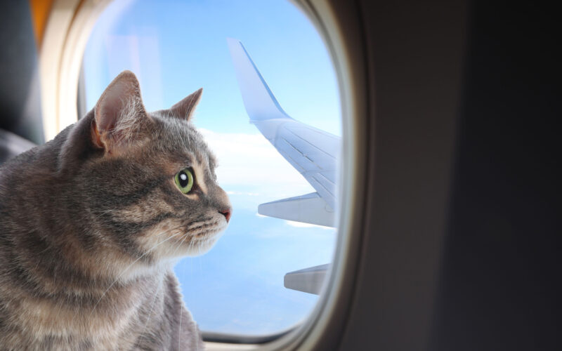 During a flight, a cat was found wandering the cabin aisles