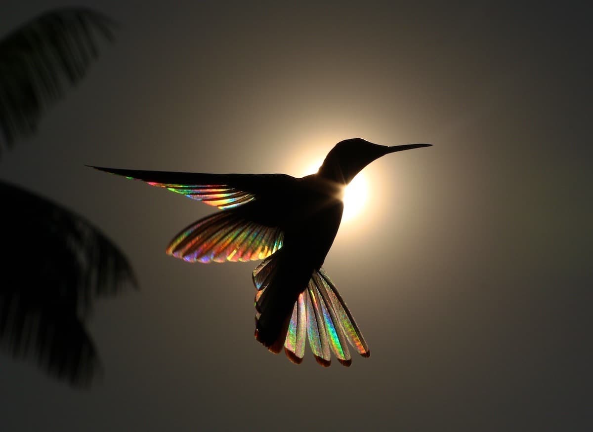 Awe-Inspiring Beauty: Serendipitous Encounter of Rainbow-Lit American Hummingbirds Through a Photographer's Lens.LH - New Lifes