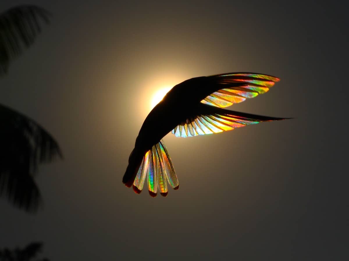 Awe-Inspiring Beauty: Serendipitous Encounter of Rainbow-Lit American Hummingbirds Through a Photographer's Lens.LH - New Lifes