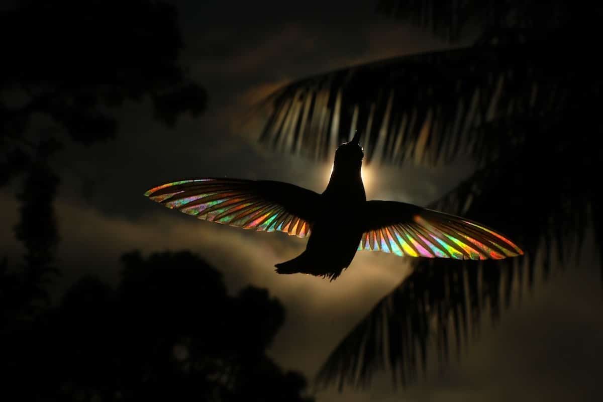 Awe-Inspiring Beauty: Serendipitous Encounter of Rainbow-Lit American Hummingbirds Through a Photographer's Lens.LH - New Lifes