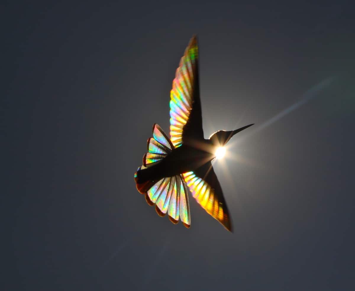 Awe-Inspiring Beauty: Serendipitous Encounter of Rainbow-Lit American Hummingbirds Through a Photographer's Lens.LH - New Lifes