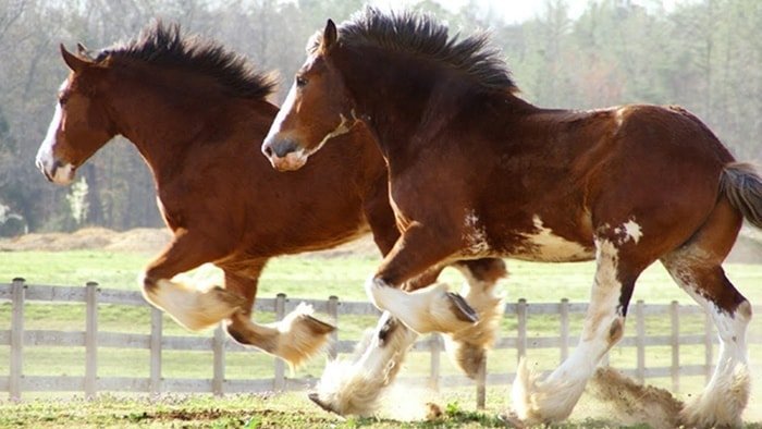 10 Fascinating Facts About The Giant Gentle Clydesdale Horses