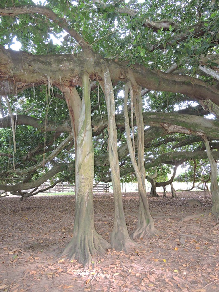 Colombia’s Largest Tree Is So Big in Diameter, It Has Grown Pillars to Support Its Branches