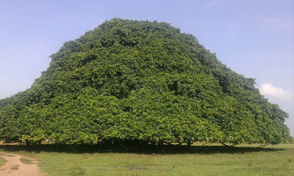 Colombia’s Largest Tree Is So Big in Diameter, It Has Grown Pillars to Support Its Branches