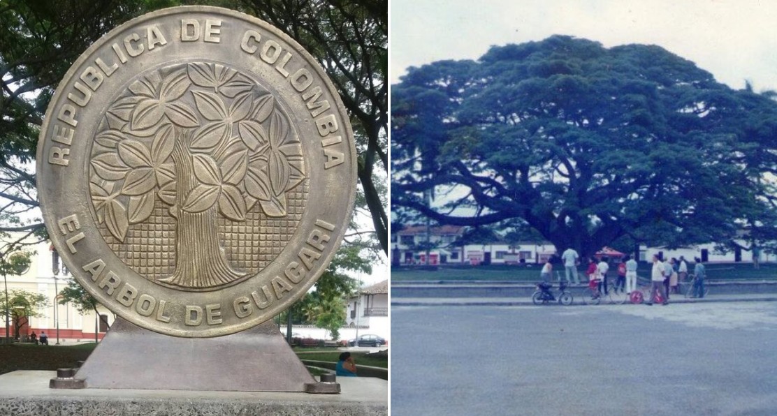 Colombia’s Largest Tree Is So Big in Diameter, It Has Grown Pillars to Support Its Branches