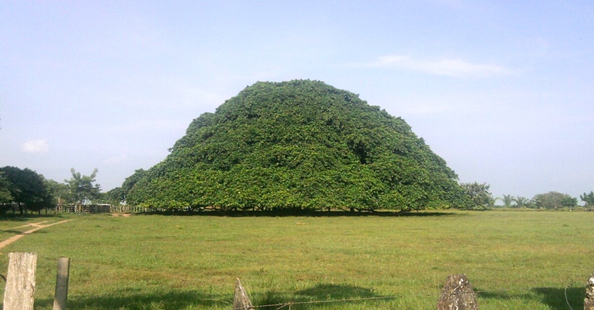 Colombia’s Largest Tree Is So Big in Diameter, It Has Grown Pillars to Support Its Branches