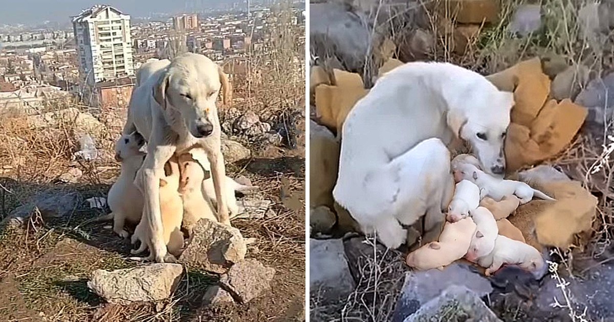 Mother Dog Puts Her Puppies First, Refusing to Eat Despite Starvation - vnxaluan