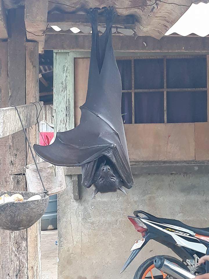 Human-sized bats are real and they love eating fruits.h - Puppy Blog