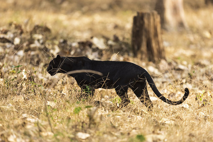 Admire the pure beauty and freedom of the leopard – one of the largest wild cat species in the world - FRESHNEW