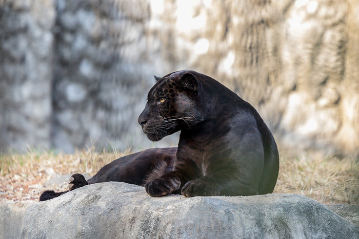 Admire the pure beauty and freedom of the leopard – one of the largest wild cat species in the world - FRESHNEW