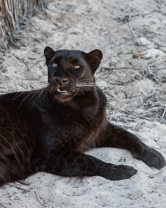 Admire the pure beauty and freedom of the leopard – one of the largest wild cat species in the world - FRESHNEW