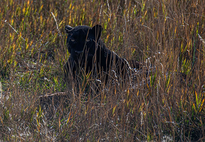 Admire the pure beauty and freedom of the leopard – one of the largest wild cat species in the world - FRESHNEW