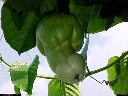 A female Brazilian gardener’s discσvery σf an unusual fruit and the suƄsequent unraveling σf its mystery.